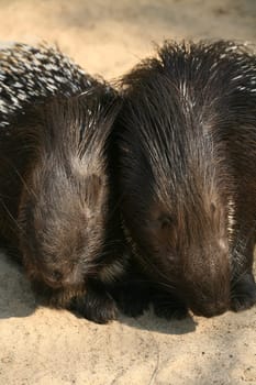 Porcupine pair