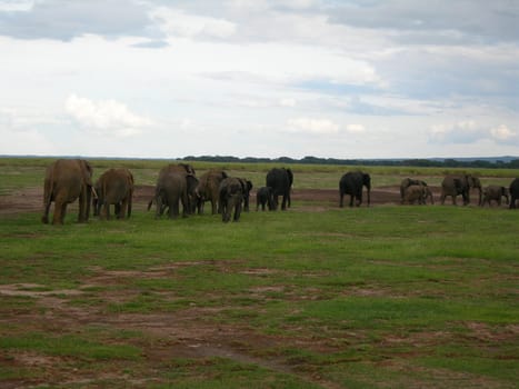 Elephants
