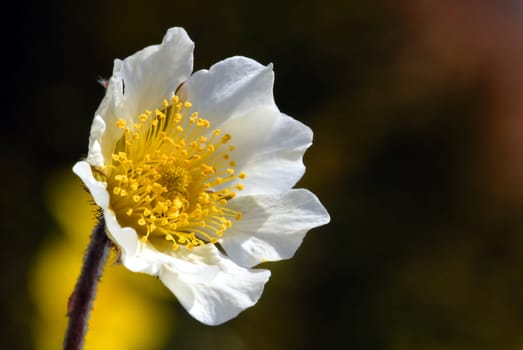 The silverroot is a dwarf shrub whose branches lie flat on the ground. The leaves,which are covered with white felt on the underside,are evergreen. The flowers sit singly on relatively long stems and are composed of eight petals. After the B