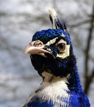 Peacock 1