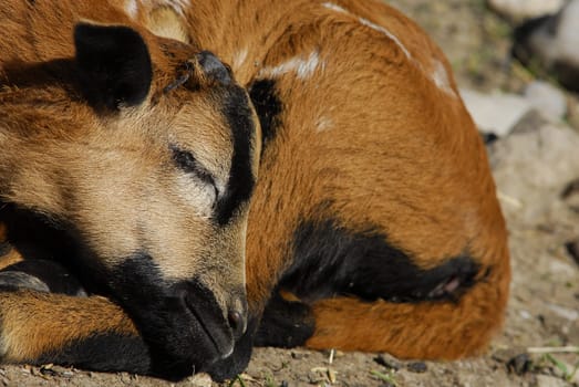 ... of a Cameroon sheep...