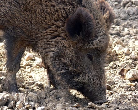 the boar is often disgruntled because his children are piglets,not his wife,the sow alone,no,the relationship of all pigs