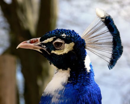 Peacock 2