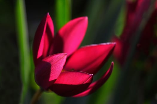 Wild tulips