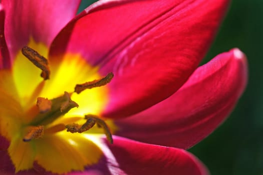 Wild tulip