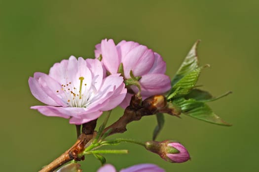 Cherry blossom branch