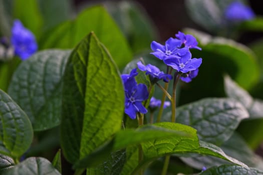 Forget-me-not