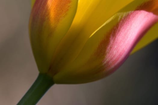 Tulip