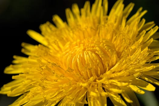 Dandelion