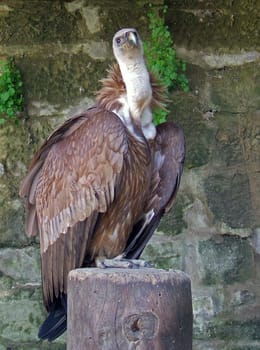 Griffon vulture