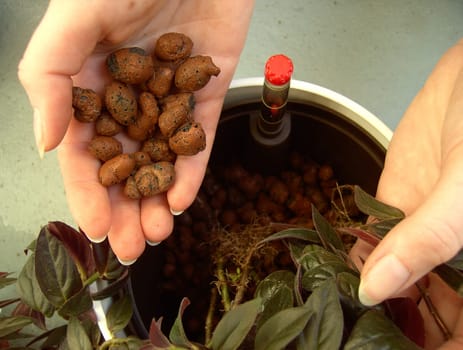 Repotting Hydro 4