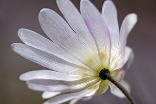 Anemone