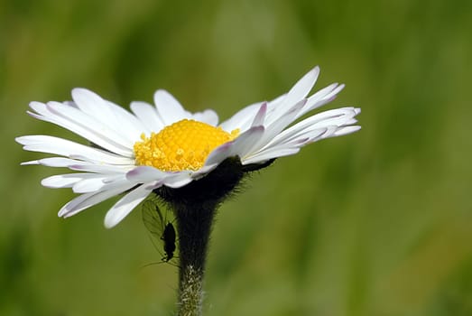 Already in mid-April,the insects seek shelter from the burning sun