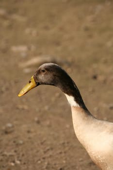 Anas platyrhynchos