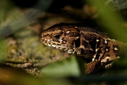 Wall lizard