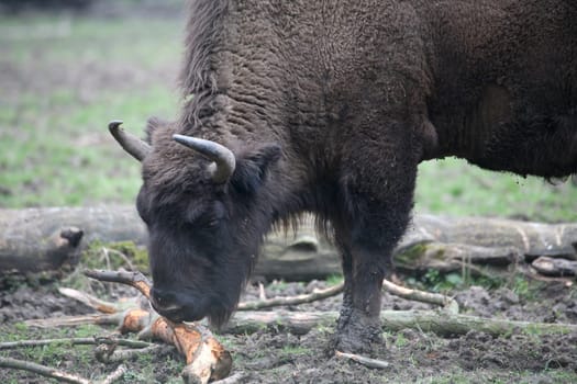 Powerful primeval animal