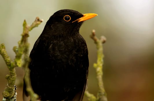 Blackbird