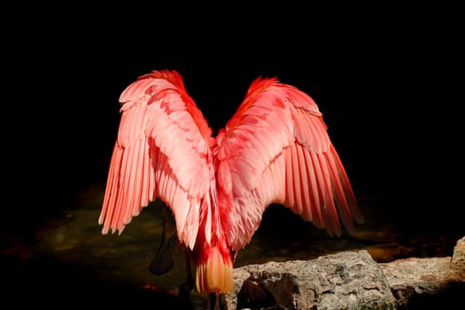 Wings