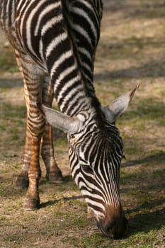 Grant's zebra (Equus burchelli granti)
