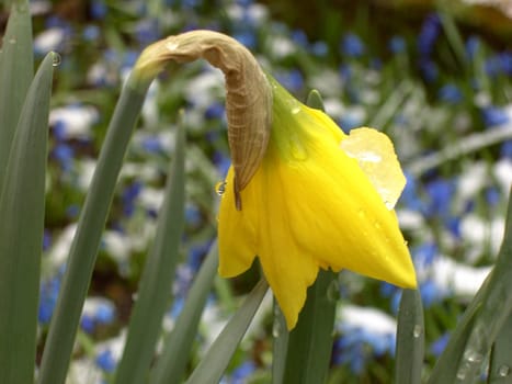 Daffodil