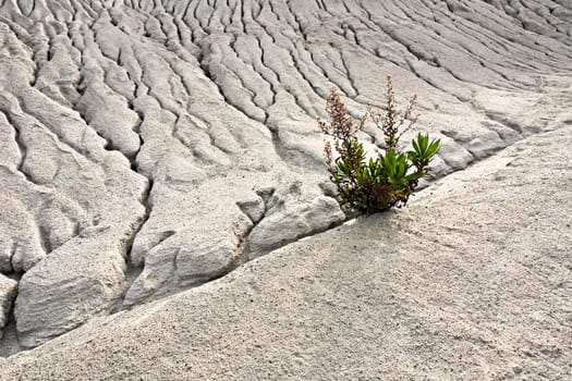 Resistance of a single pioneer plant in the spoil heaps of the pumice mine on Lipari / Sicily.