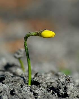 To begin is STRENGTH,to be able to complete is STRENGTH--------Johann Wolfgang Goethe