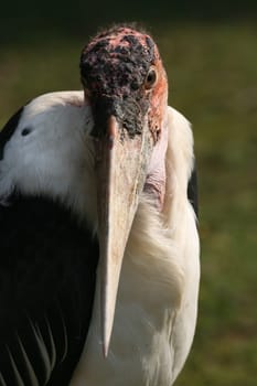 Marabu Portrait