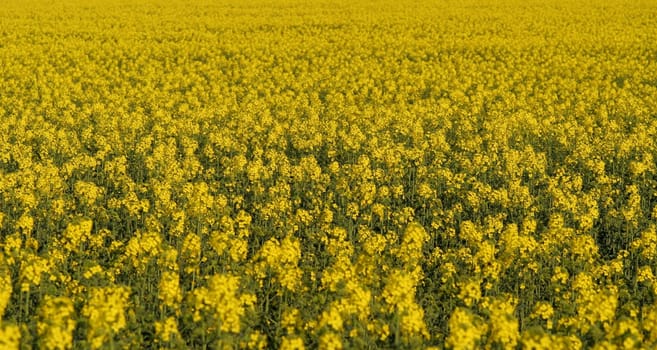Rapeseed....