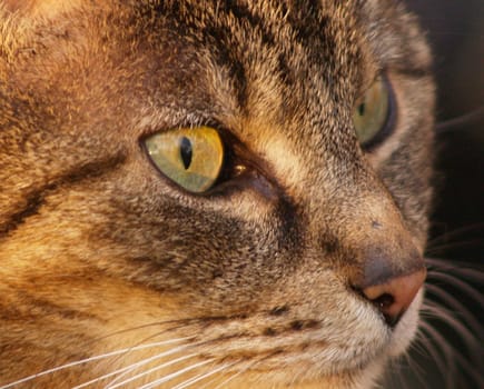 Cat's eyes