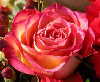 RosenImpression...