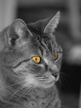 Cat in grey