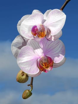 Phalaenopsis in sunlight