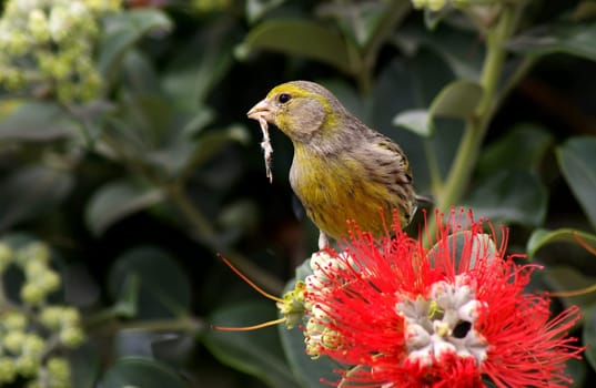 ISLAND CANARY