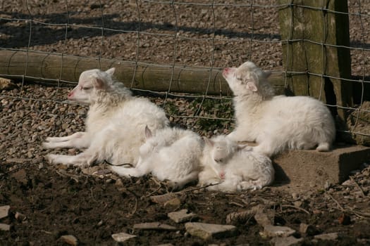 Lazy kids