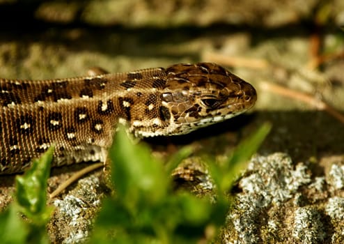 Wall lizard