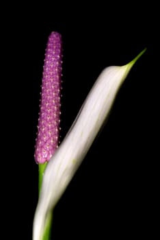 Bromeliad