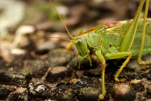Grasshopper