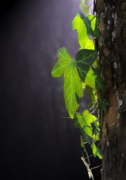 IVY