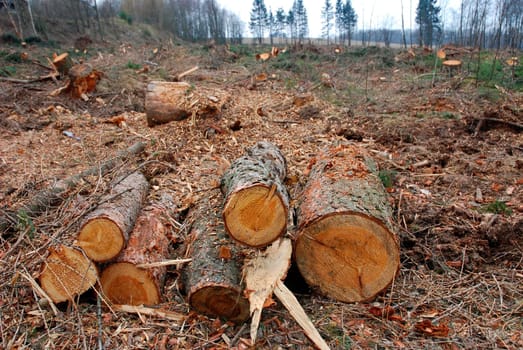 Forestry