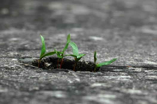 young plants