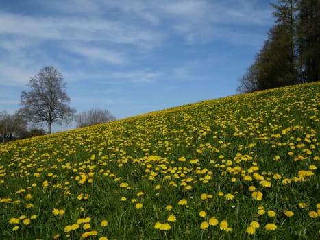 Dandelion meadow