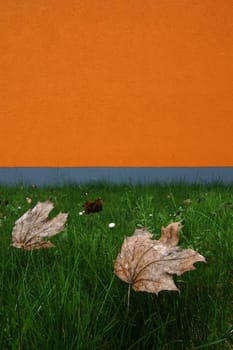 orange autumn