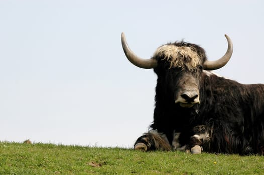 Buffalo