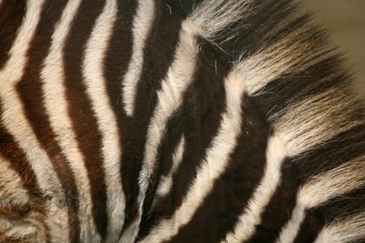 Stripe