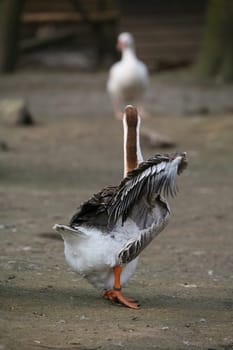 Free-range poultry