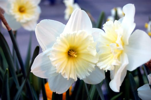 Tulips from Amsterdam 3