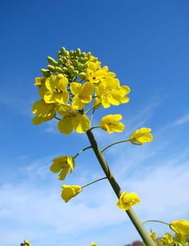 Rapeseed flowers