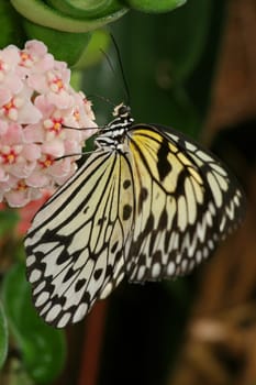 White tree nymph