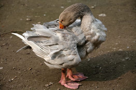 Free-range poultry