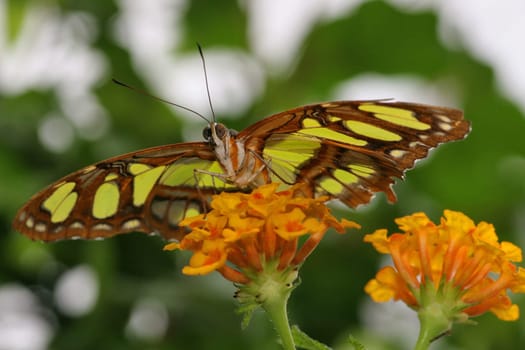Malachite butterfly